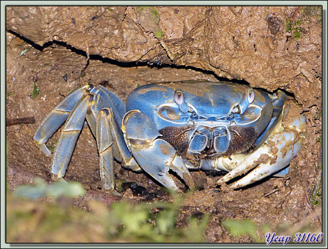 Blog de images-du-pays-des-ours : Images du Pays des Ours (et d'ailleurs ...), Promenade de nuit: crabe terrestre bleu dans son terrier - Puerto Viejo de Talamanca - Costa Rica