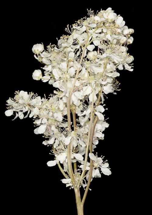 Fleurs cultivées :
