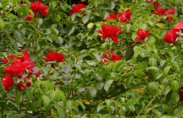 Buisson de roses