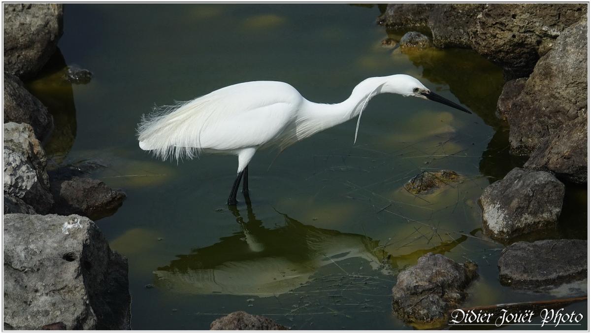 Aigrette Garzette (Egretta garzetta)