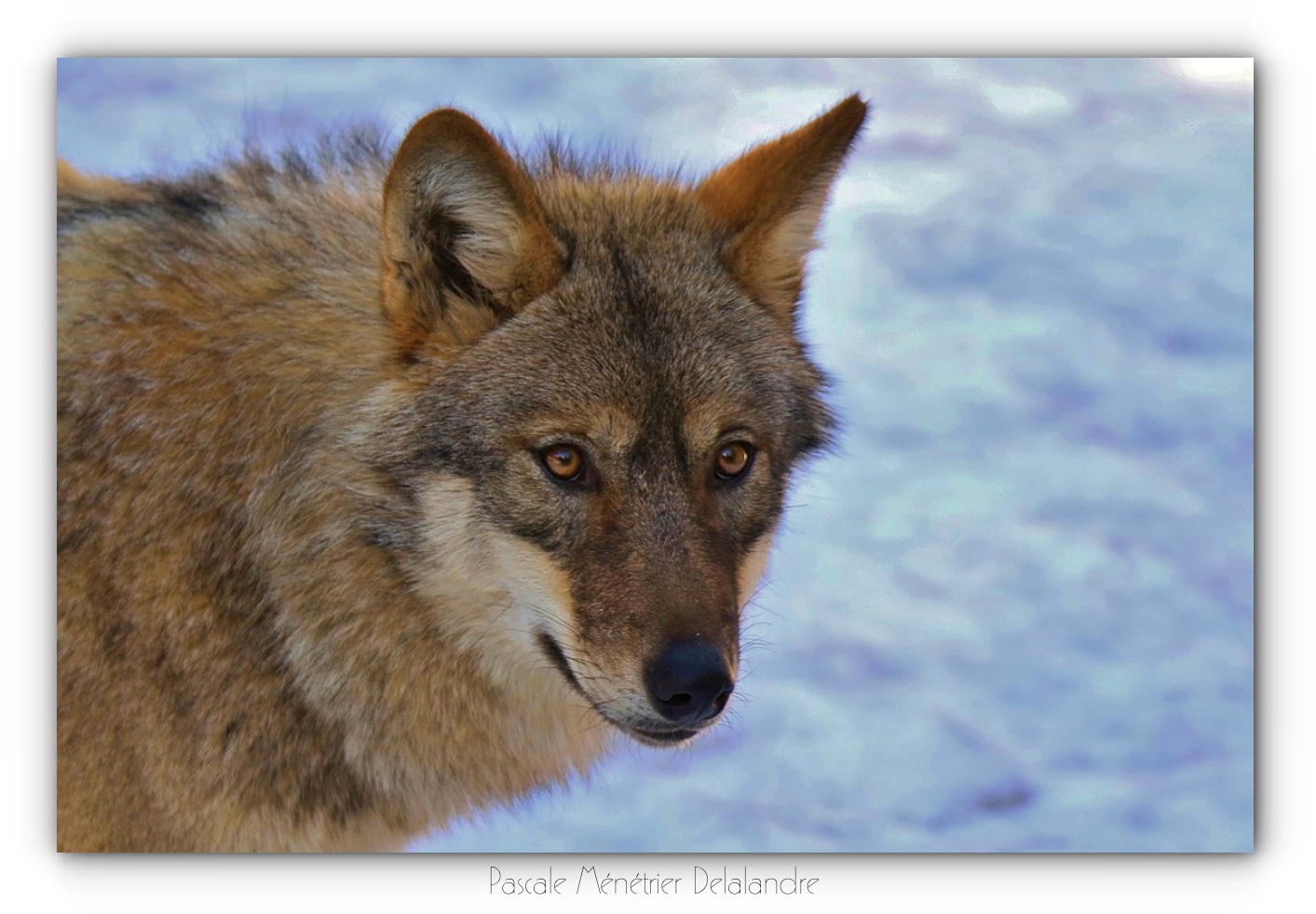 Portraits de Loups gris
