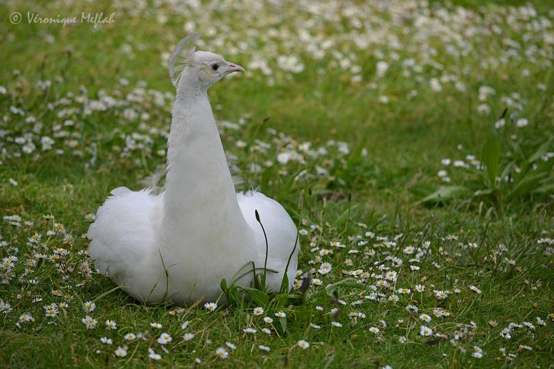 Lac Daumesnil : LE PAON BLANC
