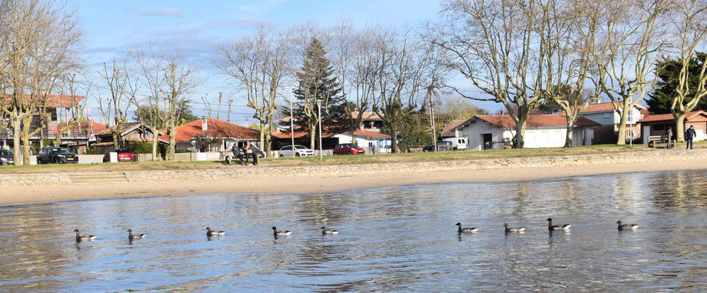 Oies bernaches près de la jetée d'Arès - février 2024...