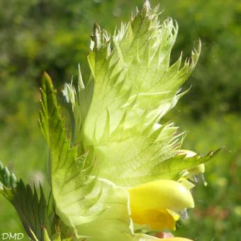 Rhinanthus angustifolius  -  rhinanthe à feuilles étroites