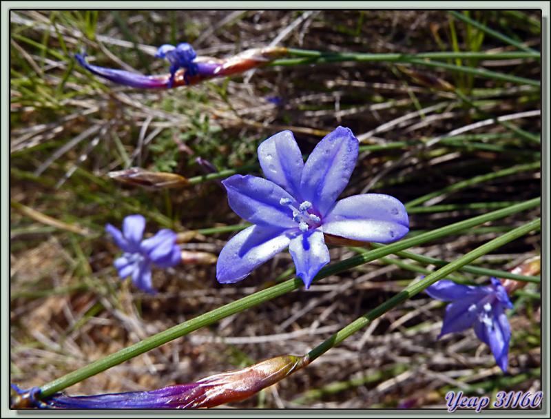 Aphyllanthe ou Oeillet bleu de Montpellier ou Bragalou (Aphyllanthes monspeliensis) - Aude  (Flore) 