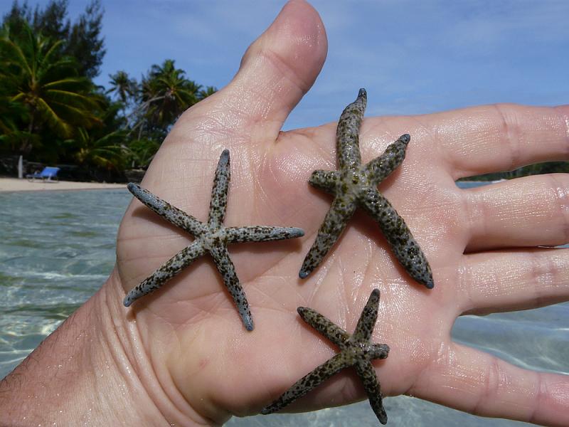 Etoiles Linckia multiflora - Moorea - Polynésie française