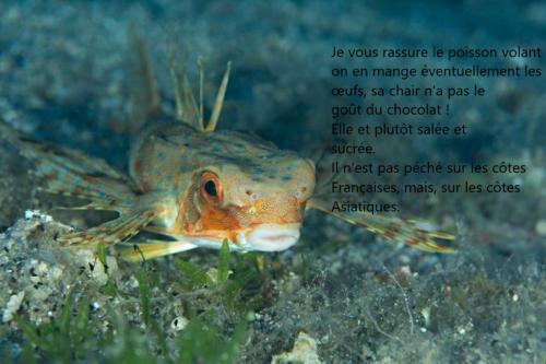 Exposé sur le poisson volant