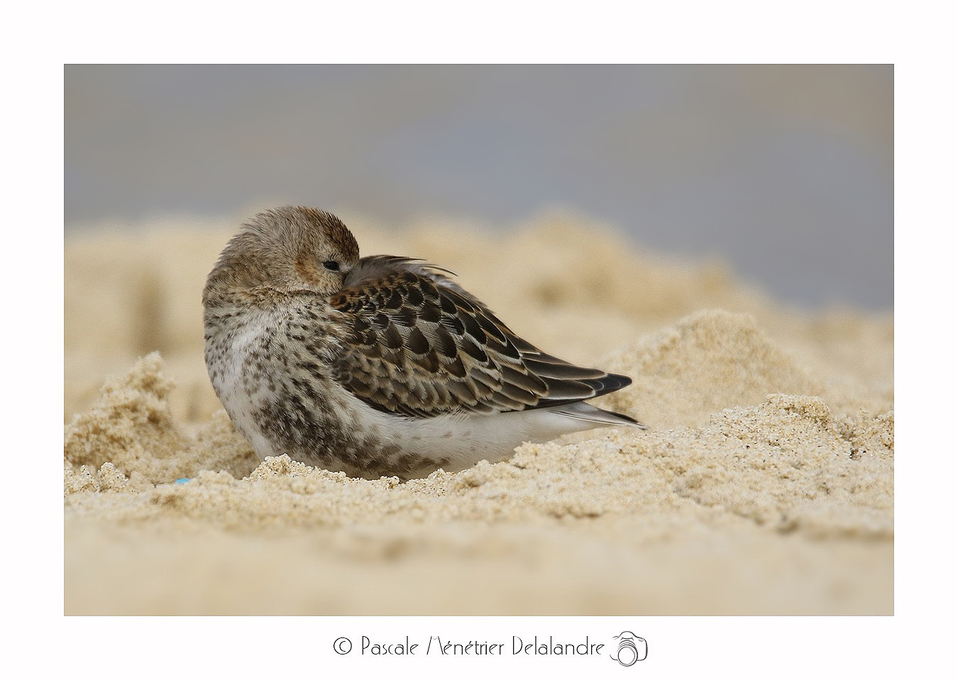 Bécasseau variable