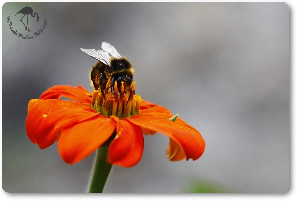 Bourdon des champs...