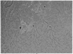 soleil h-alpha,pst cronado,philips spc1300nc,leca philippe,philippe leca,sun h-alpha