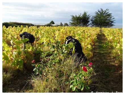 Pornic, Vendanges à l'Auberge de la Fontaine aux bretons - 2016