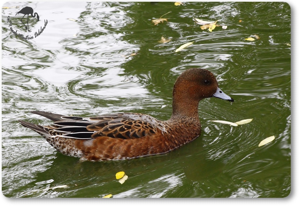 Canard siffleur mâle en éclipse...