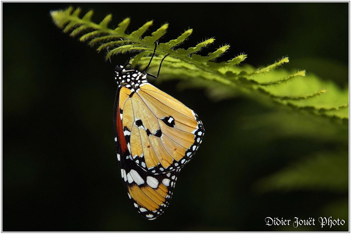 Petit Monarque (2) - Danaus chrysippus