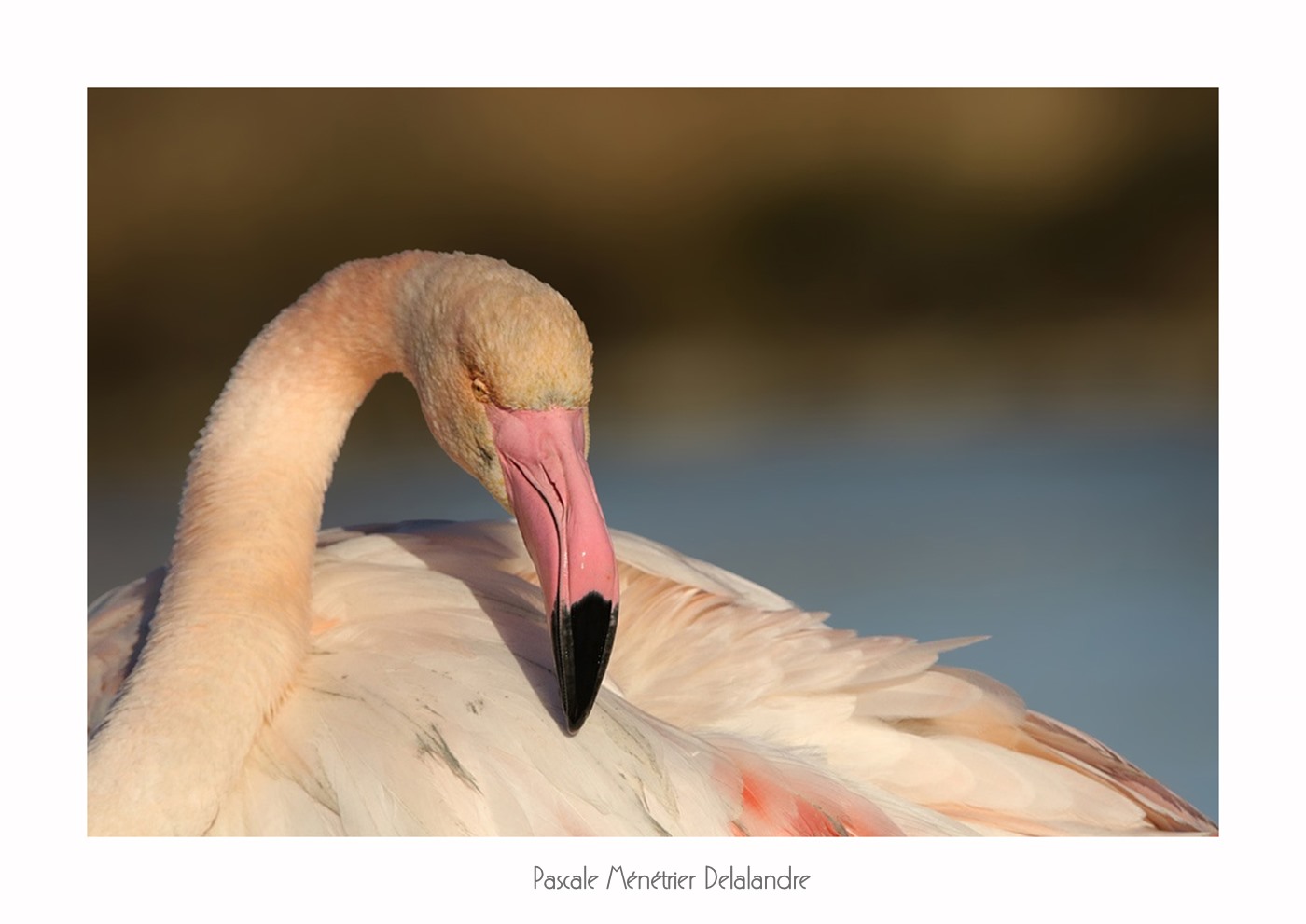 Flamants roses du Méjean