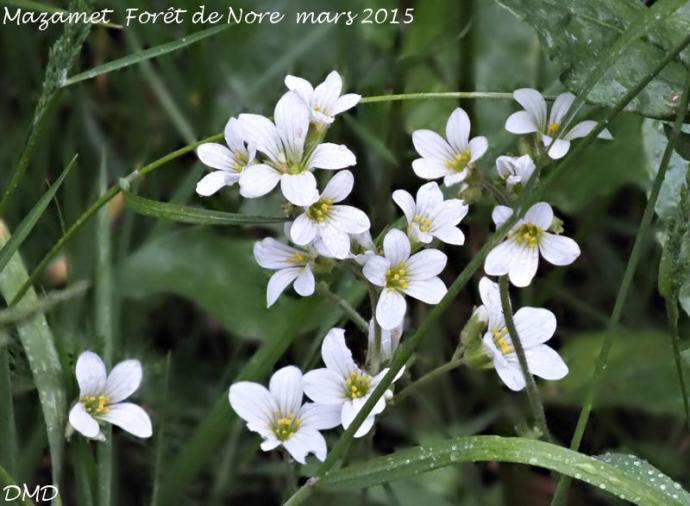 Saxifraga granulata  -  saxifrage granulé