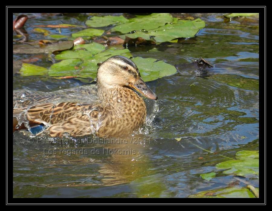 Nosh m'a offert un moment de jeux d'eau...