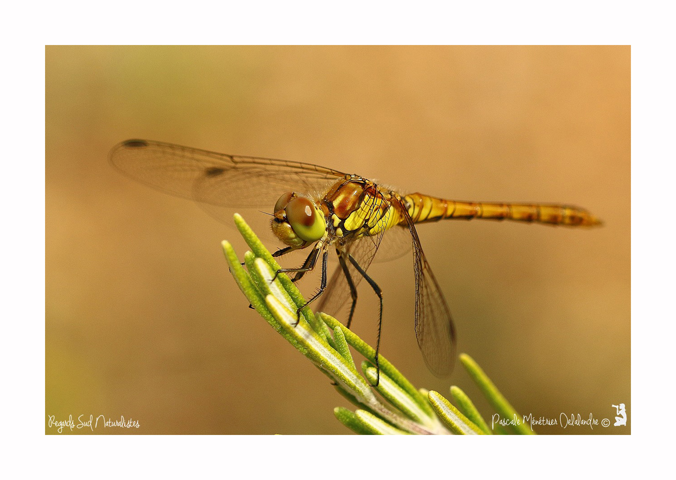 Sympétrum strié ♂ immature - Sympétrum striolatum