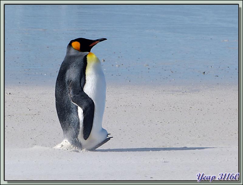 Manchot Royal Culbuto (Aptenodytes patagonicus culbutolus) - Volunteer Point - Falkland Islands, Iles Malouines, Islas Malvinas