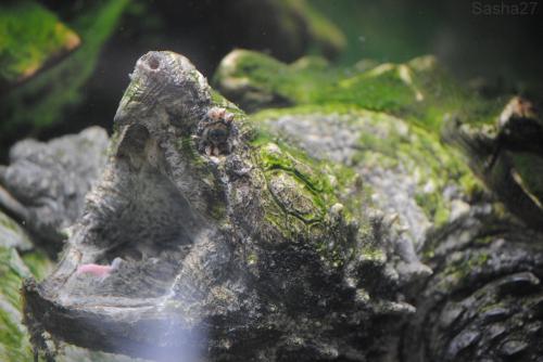 (1) La tortue alligator. 