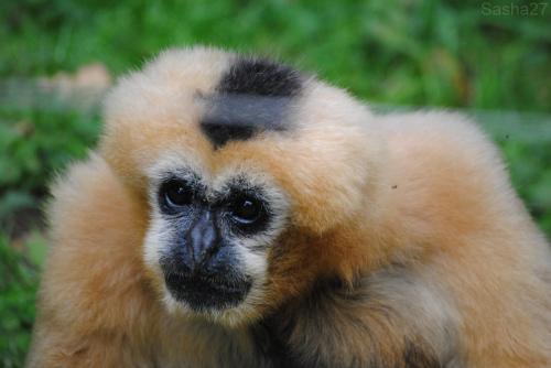 (1) La femelle gibbon à favoris blancs.