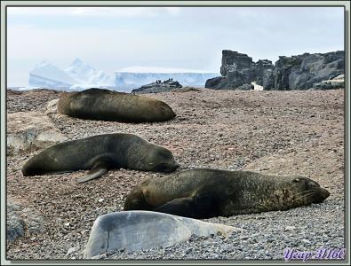Otaries à fourrure (lions sea)