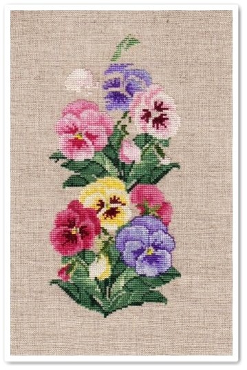 Pansy-border-3.jpg