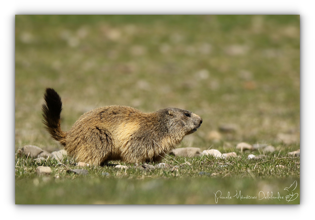 Marmottes