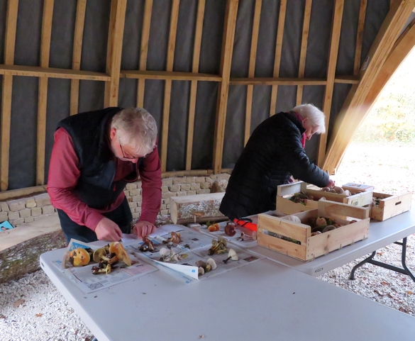 La Société Mycologique et le CSCL a organisé  une sortie découverte sur les  champignons le 16 novembre