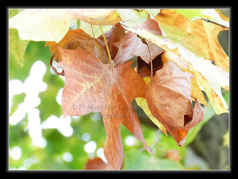 Couleurs d'automne...