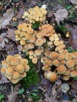 La randonnée du 14 octobre à Fleury-sur-Orne