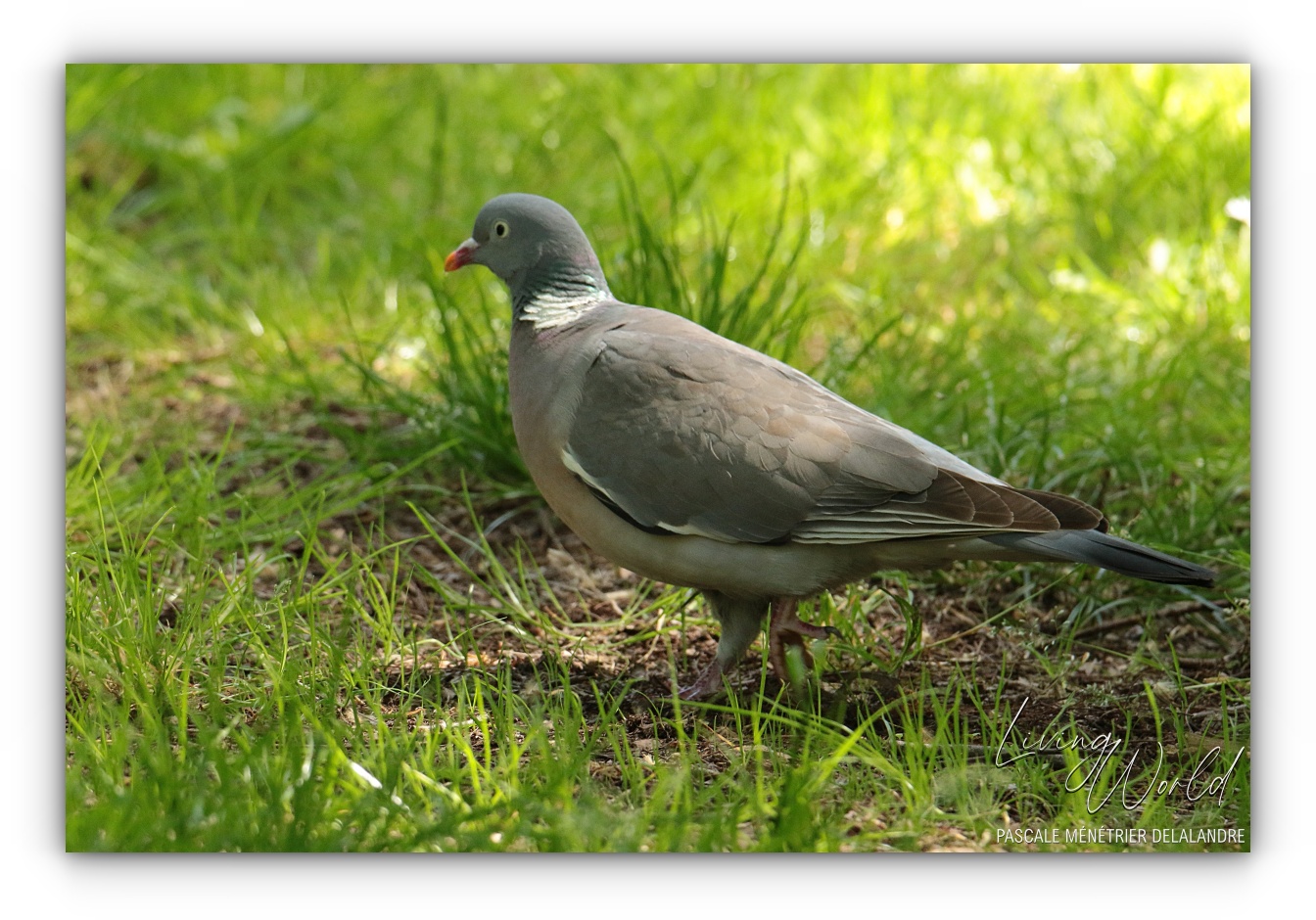 Pigeon ramier