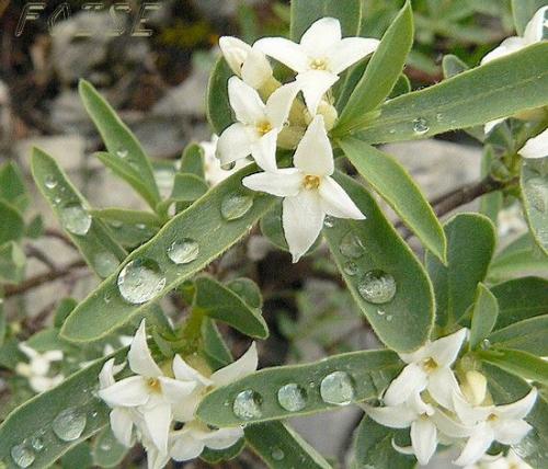 Fleur cultivée : Daphné