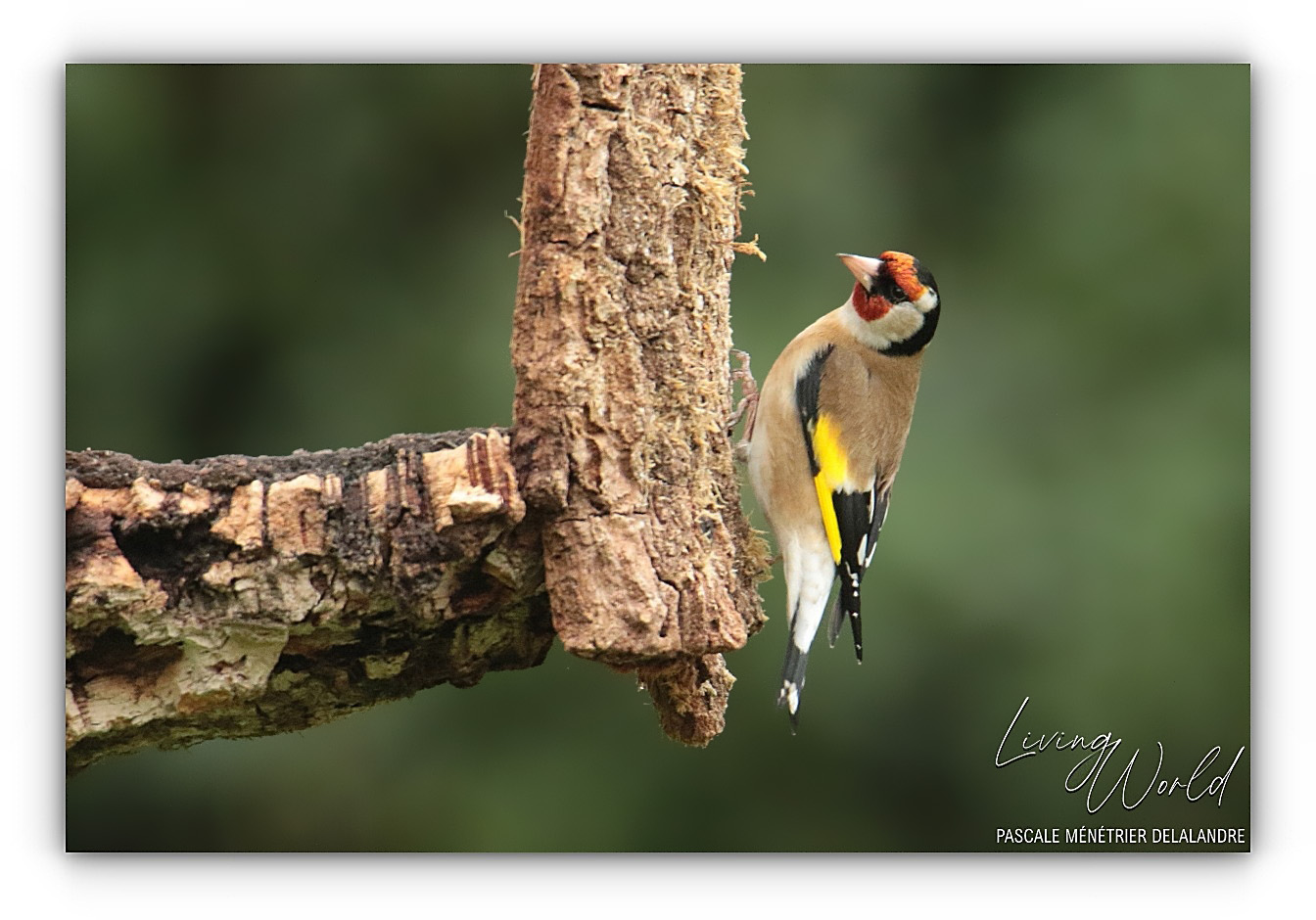 Chardonneret élégant ♂