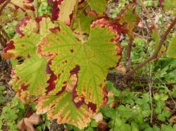 Méli mélo d'Automne 