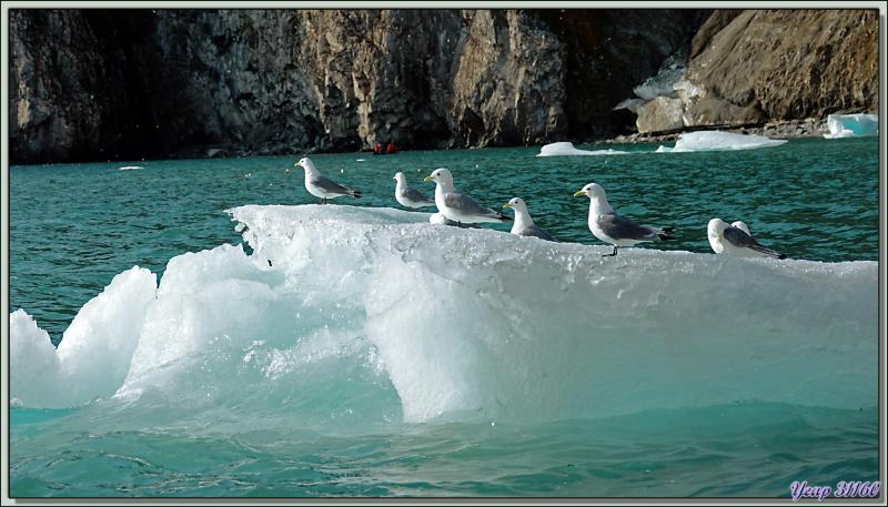 Les Growlers, les Mouettes tridactyles et le Vilain petit canard - Cambridge Point - Coburg Island - Baffin Bay - Nunavut - Canada