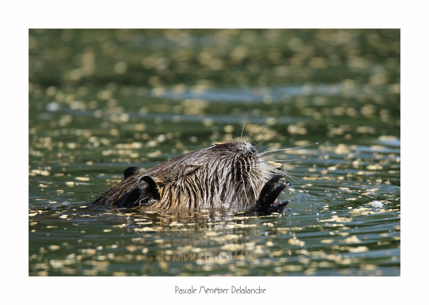 Ragondin (Myocastor coypus)