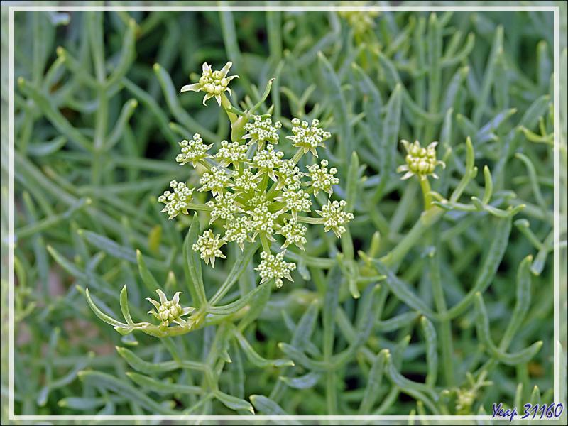 Criste marine, Crithme, Fenouil marin, Perce-pierre (Crithmum maritimum) - Saint-Clément-des-Baleines - Ile de Ré - 17