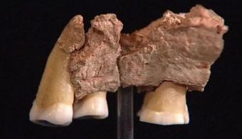 8 - L'expansion des Homo sapiens