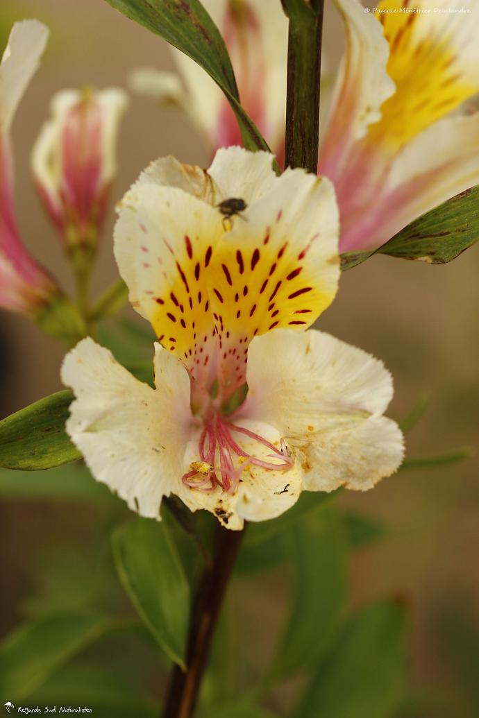 Alstroemeria