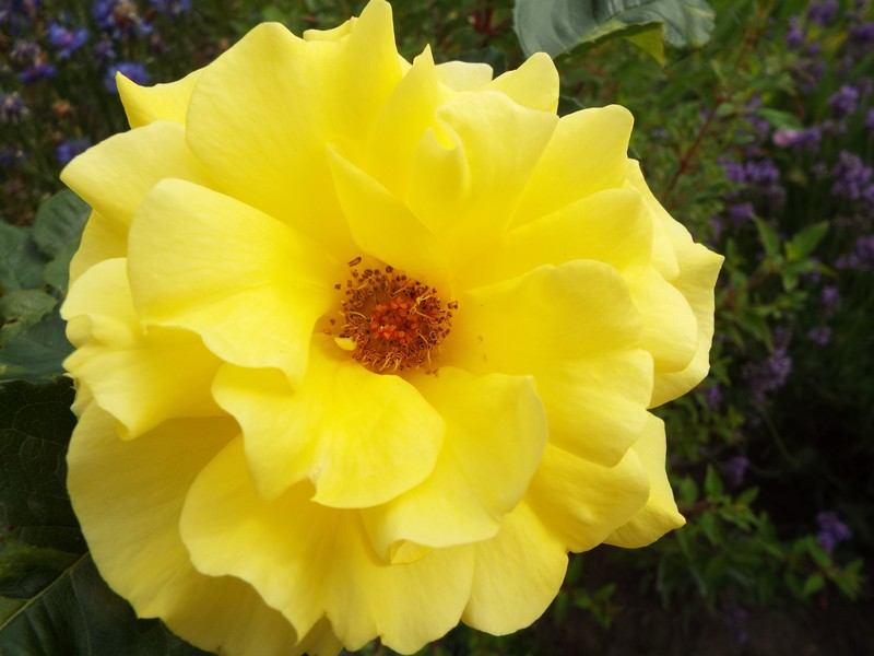 "rose d'or" ...