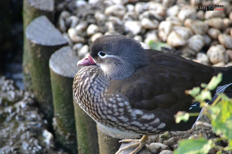 Ménagerie du Jardin des Plantes : La Grande Volière : Le canard Mandarin 