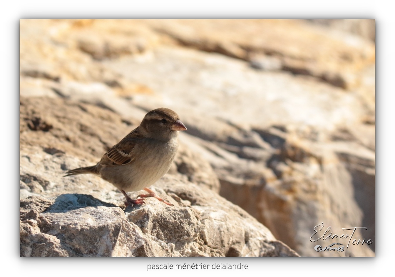 Moineaux domestiques