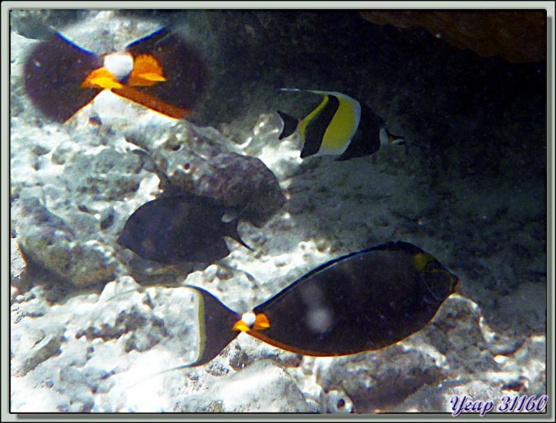 Snorkeling dans le lagon de la pension Raira Lagon : Nason à éperons orange - Rangiroa - Polynésie française