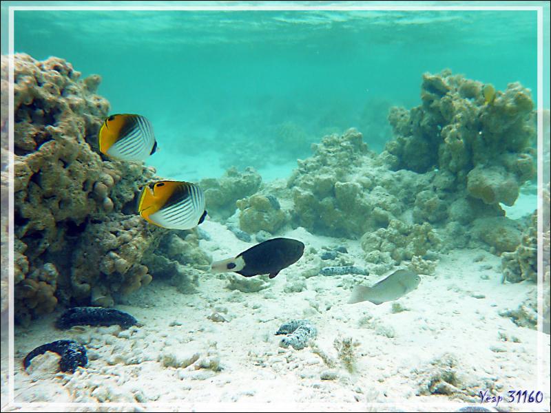 Poisson-papillon cocher ou Chaetodon cocher, Threadfin butterflyfish (Chaetodon auriga) et Perroquet grenat femelle (dit brûlé pour le mâle) - Lagon bleu - Atoll de Fakarava - Tuamotu - Polynésie