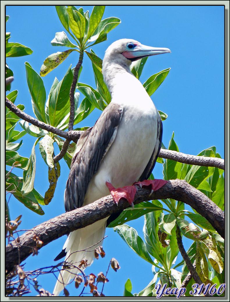 Fou à pieds rouges (Sula sula)- Ile aux Oiseaux : Motu Puarua- Tikehau -Tuamotu - Polynésie française