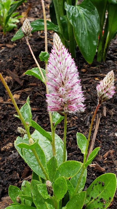Fleurs cultivées : Ptilotus
