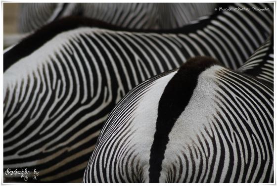 Zèbres de Grevy... en kit