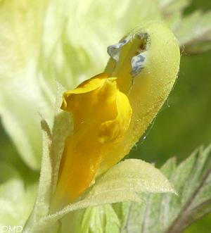 Rhinanthus angustifolius  -  rhinanthe à feuilles étroites