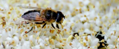 Connaissez-nous vraiment les abeilles ?