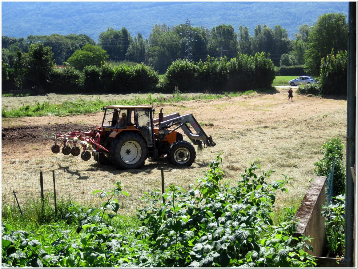 LA  SAISON  DES  FOINS 